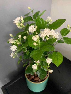 Arabian Jasmine (Melati Putih)