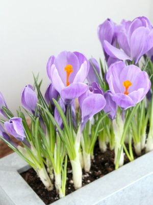 Lavender Crocus Planter Set