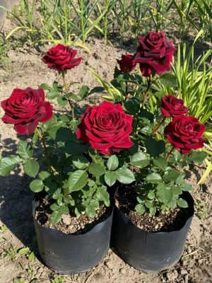Classic Mini Rose Bush (Mawar Mini Klasik)