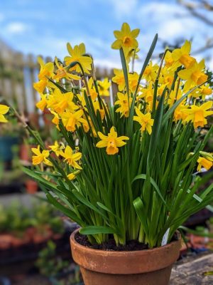 Golden Daffodil "Spring Joy" (Bunga Daffodil Kuning)
